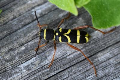 <i>Clytus arietis</i>