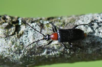 <i>Dinoptera collaris</i>