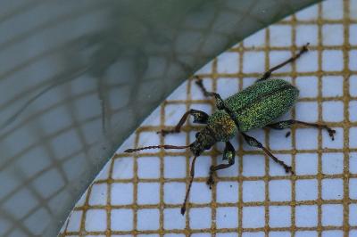 <i>Phyllobius betulinus</i>