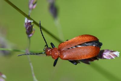 <i>Pyrochroa serraticornis</i>