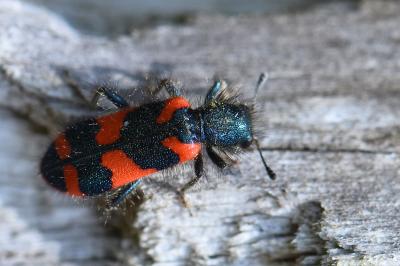 <i>Trichodes alvearius</i>
