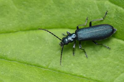 <i>Ischnomera</i>
