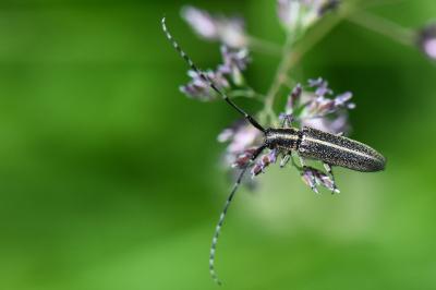 <i>Agapanthia cardui</i>