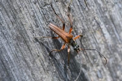 <i>Stenocorus meridianus</i>