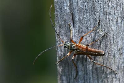 <i>Stenocorus meridianus</i>