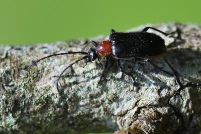 <i>Dinoptera collaris</i>