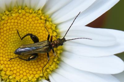 <i>Oedemera flavipes</i>