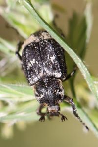 <i>Valgus hemipterus</i>