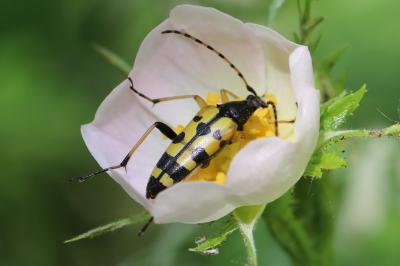 <i>Rutpela maculata</i>