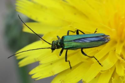 <i>Oedemera nobilis</i>