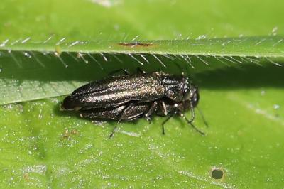 <i>Agrilus</i>