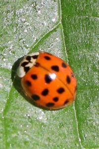 <i>Harmonia axyridis</i>
