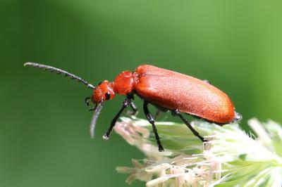 <i>Pyrochroa serraticornis</i>