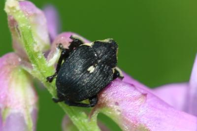 <i>Mononychus punctumalbum</i>