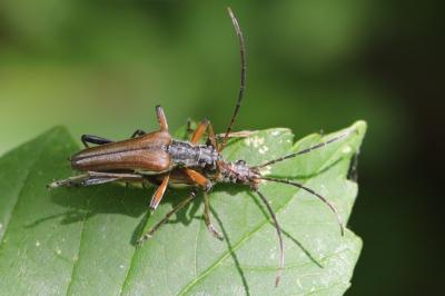<i>Stenocorus meridianus</i>