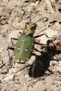 <i>Cicindela campestris</i>