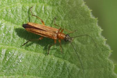 <i>Oedemera podagrariae</i>