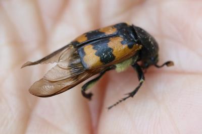 <i>Nicrophorus vespillo</i>