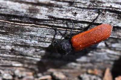 <i>Bostrichus capucinus</i>