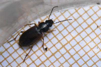 <i>Stenolophus mixtus</i>
