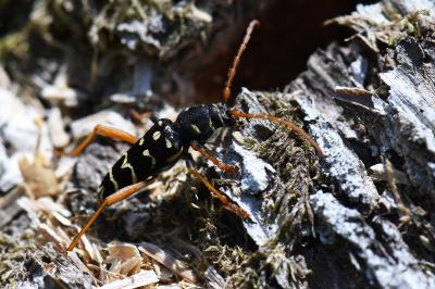 <i>Plagionotus arcuatus</i>