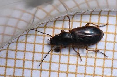 <i>Stenolophus mixtus</i>