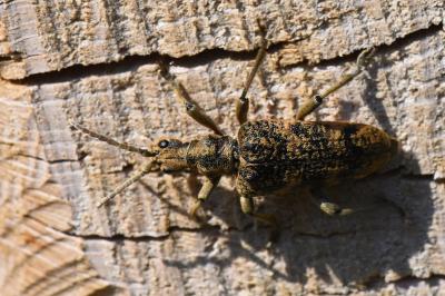 <i>Rhagium sycophanta</i>