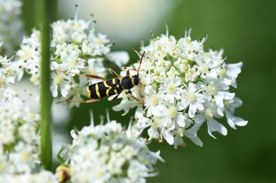 <i>Clytus arietis</i>