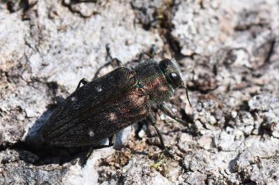 <i>Chrysobothris affinis</i>