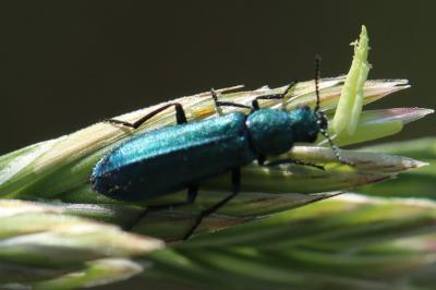 <i>Psilothrix viridicoerulea</i>