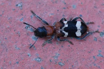 <i>Thanasimus formicarius</i>