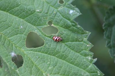 <i>Oenopia conglobata</i>