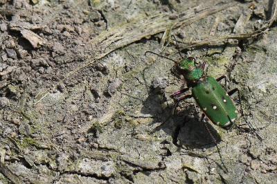<i>Cicindela campestris</i>