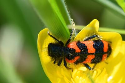 <i>Trichodes alvearius</i>