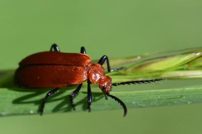 <i>Pyrochroa serraticornis</i>
