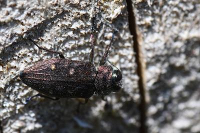 <i>Chrysobothris affinis</i>
