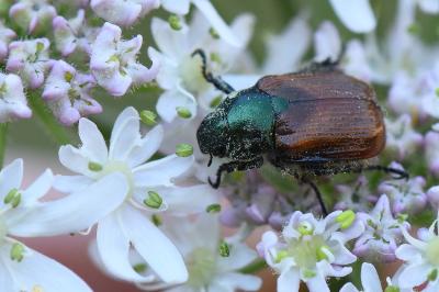<i>Phyllopertha horticola</i>