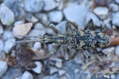 <i>Rhagium sycophanta</i>