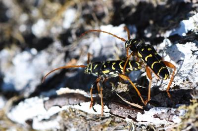 <i>Plagionotus arcuatus</i>
