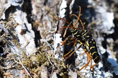 <i>Plagionotus arcuatus</i>