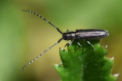 <i>Agapanthia cardui</i>