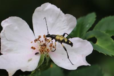 <i>Rutpela maculata</i>