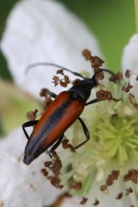 <i>Stenurella melanura</i>