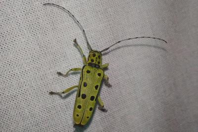 <i>Saperda perforata</i>