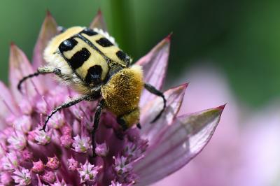 <i>Trichius gallicus</i>