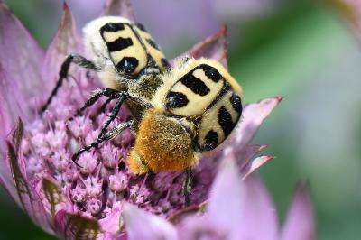 <i>Trichius gallicus</i>