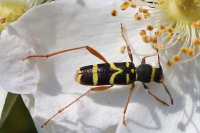 <i>Clytus arietis</i>