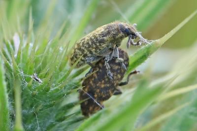 <i>Rhinocyllus conicus</i>