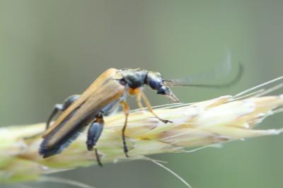 <i>Oedemera podagrariae</i>