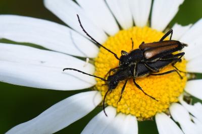 <i>Anastrangalia dubia</i>